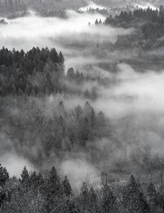 Dancing With Fog in Monochrome Photograph by Wes and Dotty Weber