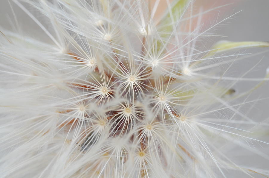 Dandelion 1 Photograph by Amy Fose