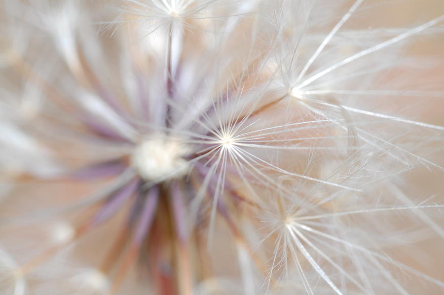 Dandelion 2 Photograph by Amy Fose