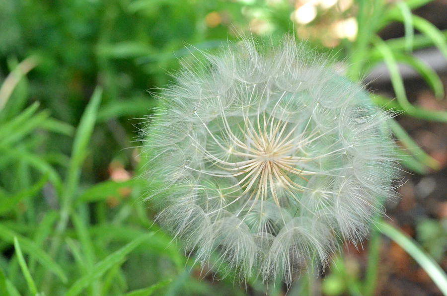 Dandelion 4 Photograph by Amy Fose
