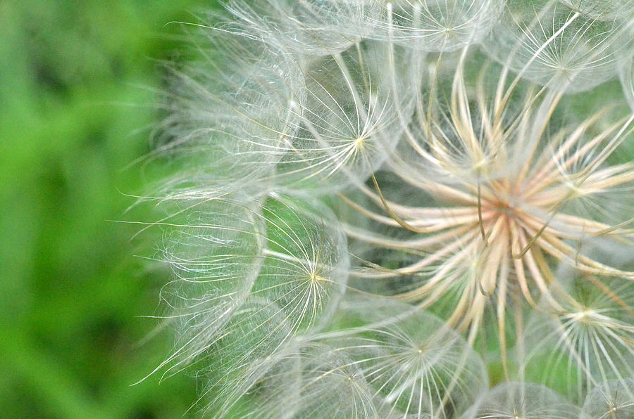Dandelion 5 Photograph by Amy Fose