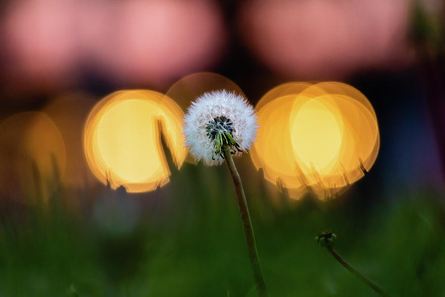 Dandelion and night lights Photograph by SAURAVphoto Online Store