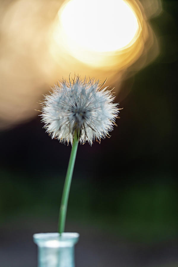 Dandelion and Sonne-2 Photograph by Charles Hite