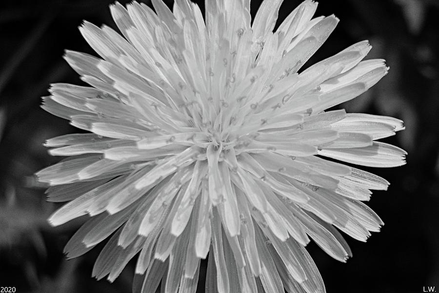 Dandelion Black And White Photograph by Lisa Wooten