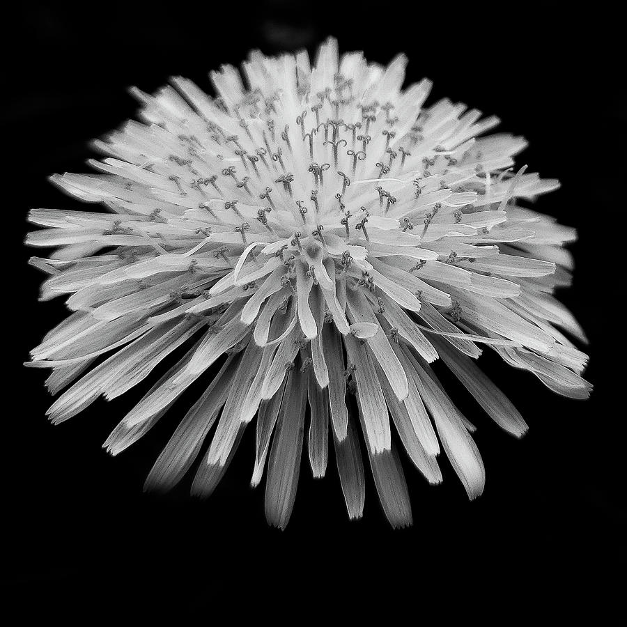 Dandelion Black and White Photograph by Joan Han