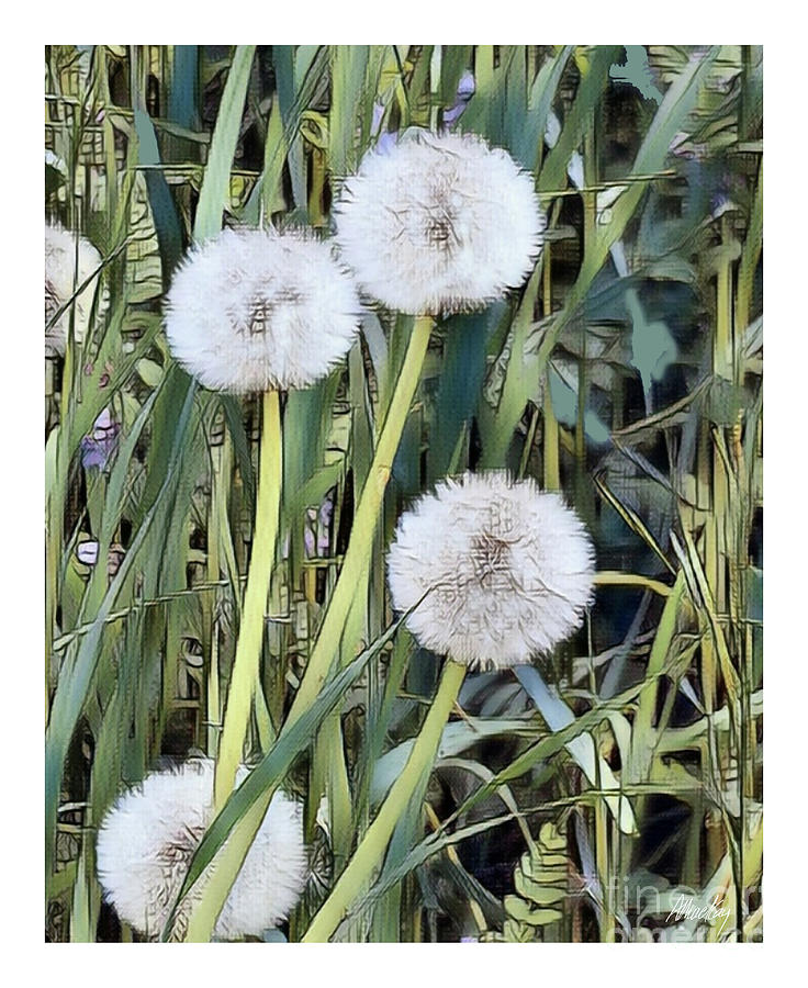 Dandelion Bloom Photograph by Art MacKay