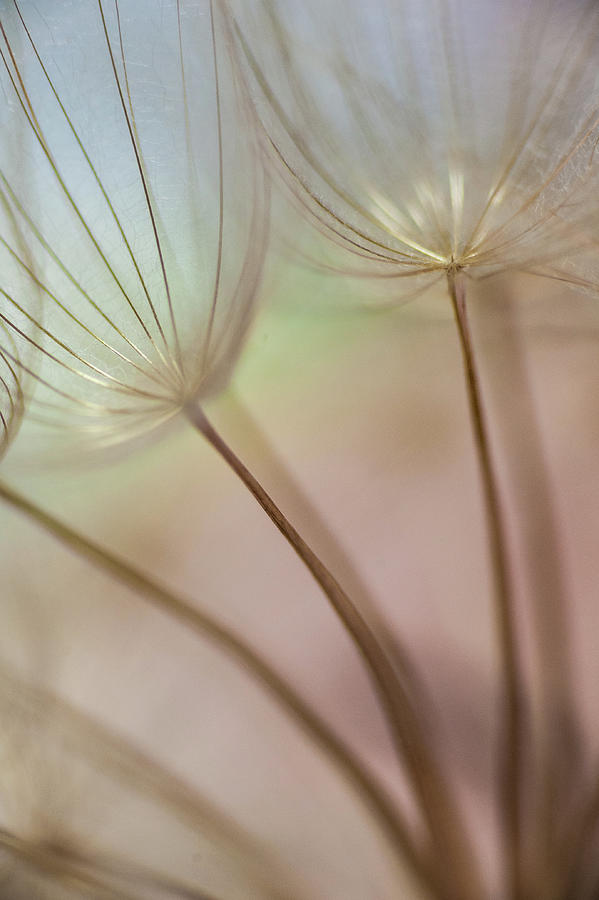Dandelion Candy Photograph by Iris Greenwell