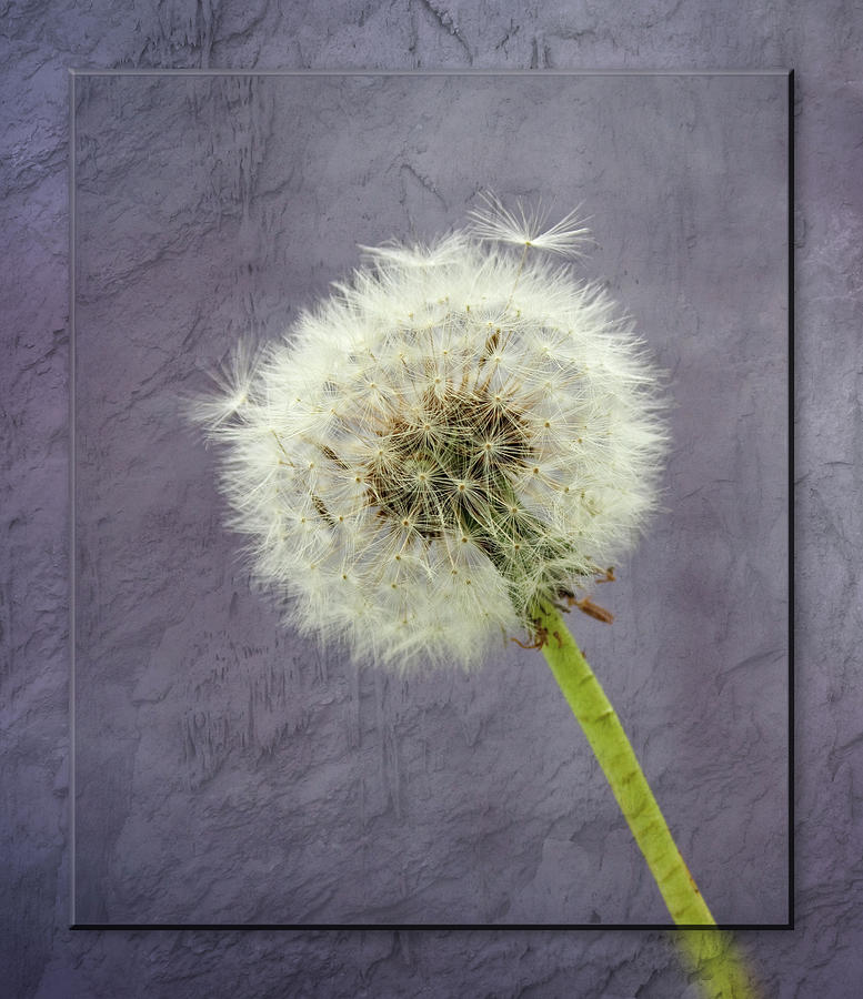 Dandelion Clock with textured background Photograph by Sue Leonard