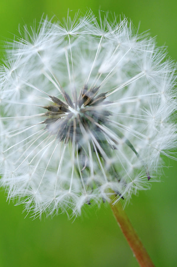 Dandelion, Cowichan Valley, Vancouver Island, British Columbia Photograph by Kevin Oke
