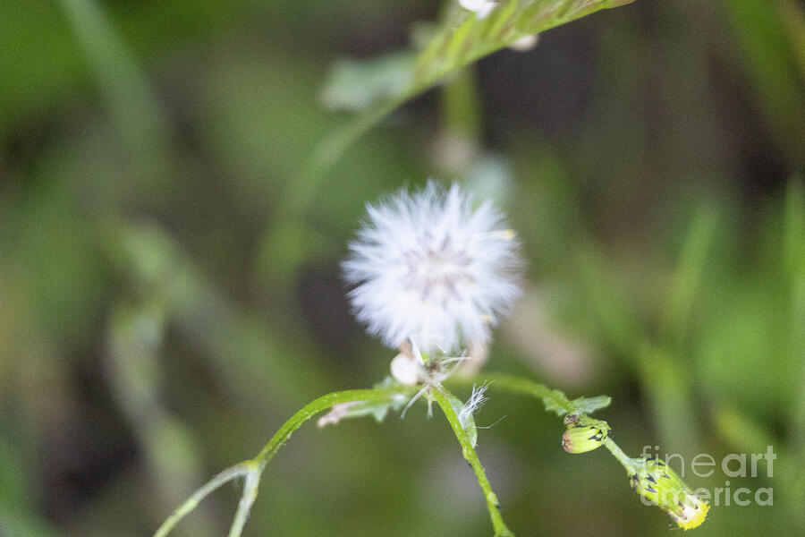 Dandelion Photograph by Curt Brashear Dandelion Photograph by Curt Brashear