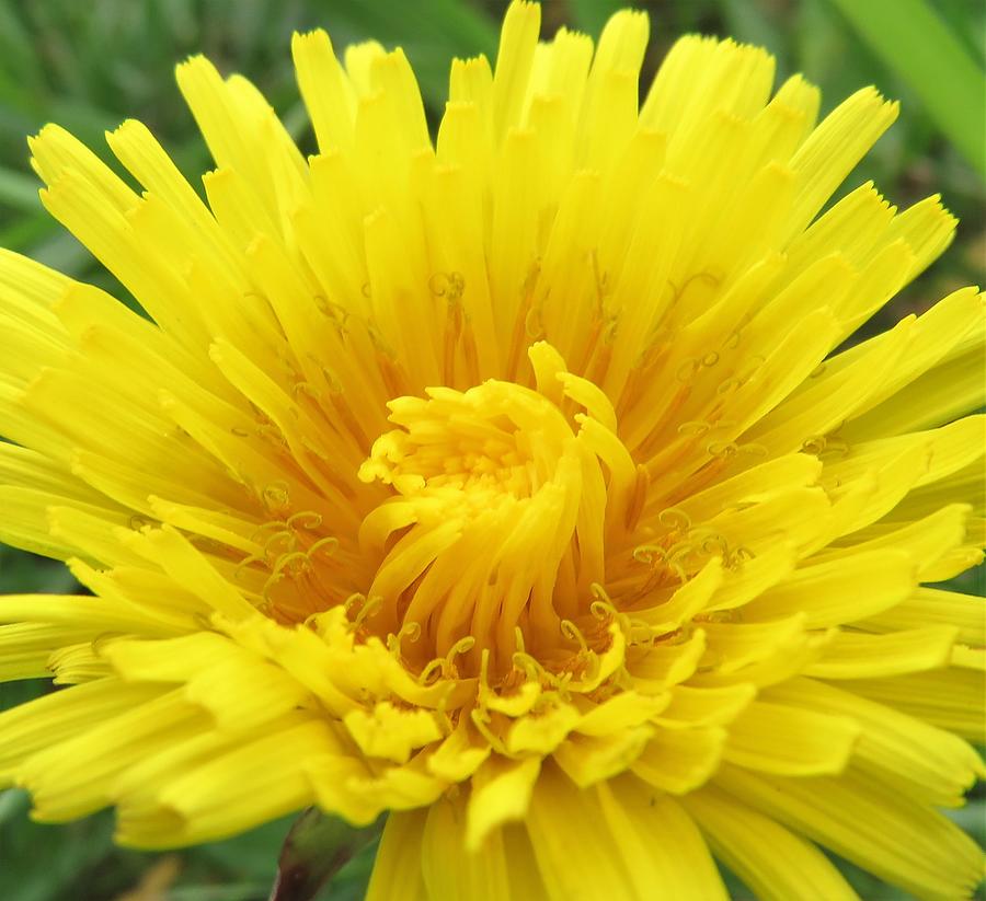 Dandelion Photograph by Cynthia Powers | Pixels