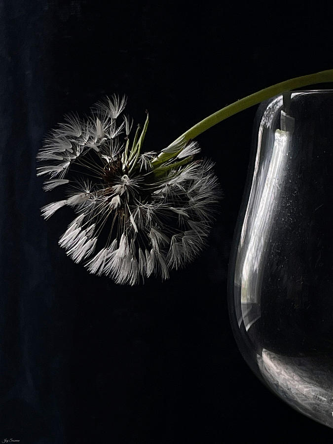 Dandelion Dark and Light by Joy Sussman Photograph by Joy Sussman