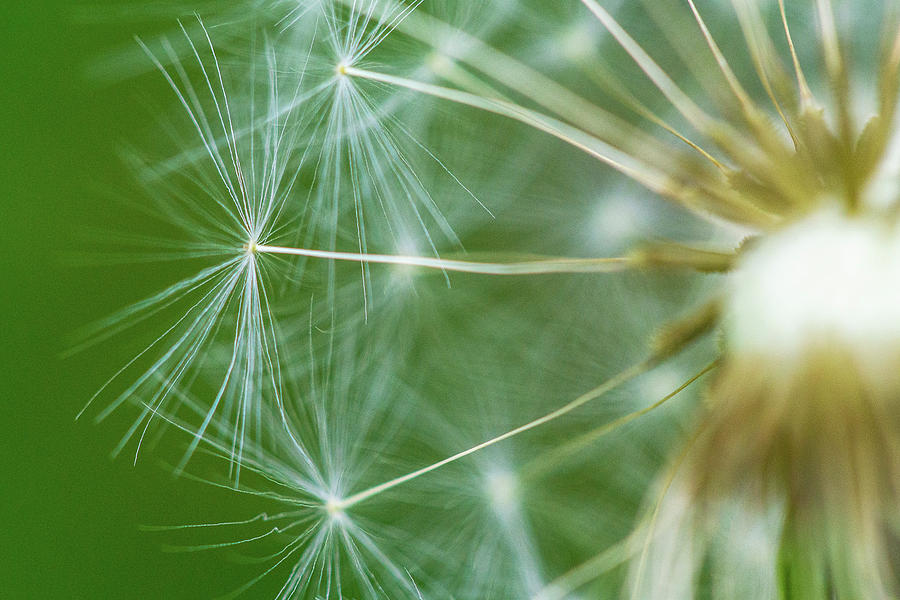 Dandelion Photograph by David Morehead