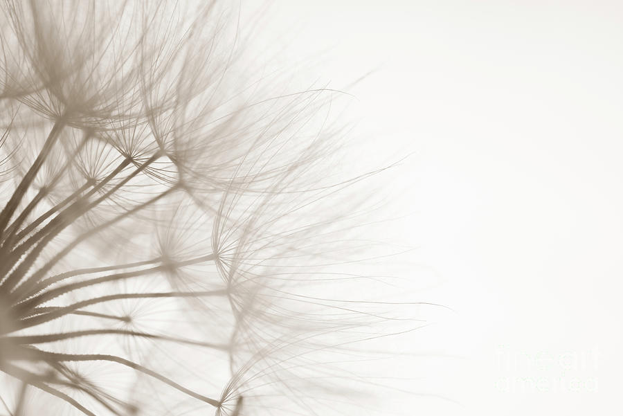 Dandelion Photograph - Dandelion Detail by Jennylynn Fields