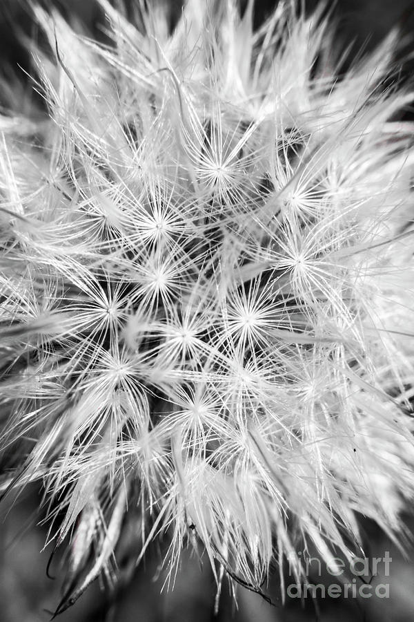 Dandelion details Photograph by Jorgo Photography