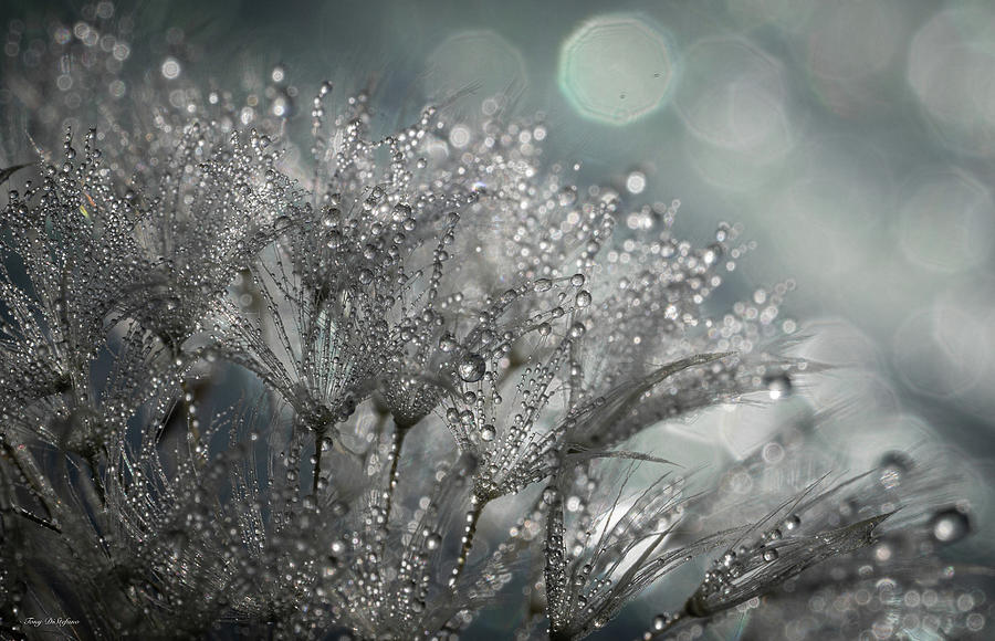 Dandelion dew drops Photograph by Tony DiStefano