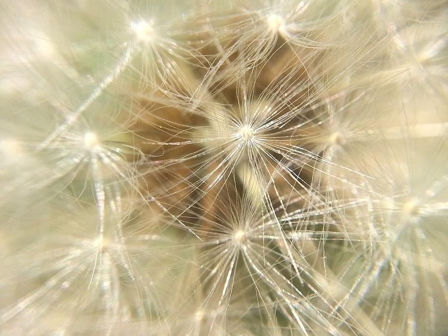 Dandelion Dream Photograph by Caitlin Blanton | Fine Art America