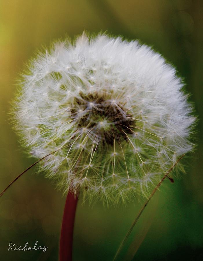 Dandelion Dreams Photograph by Cheryl Cochran - Fine Art America