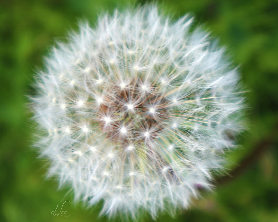 Flower Photograph - Dandelion Dreams by D Lee