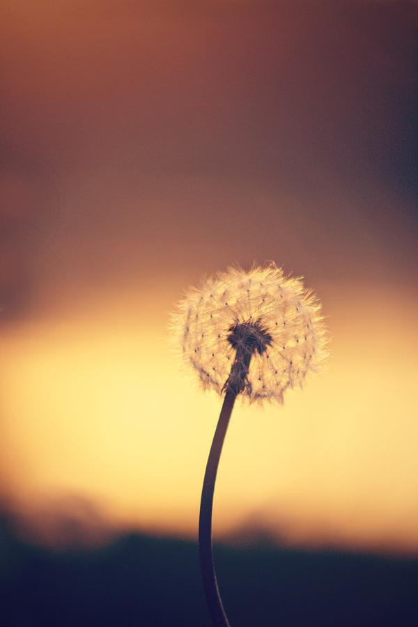 Dandelion Dreams Photograph by Elizabeth Cernik