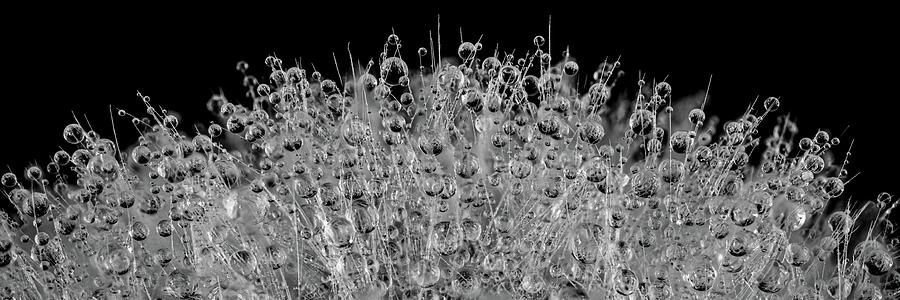 Dandelion Droplets Photograph by Nigel R Bell