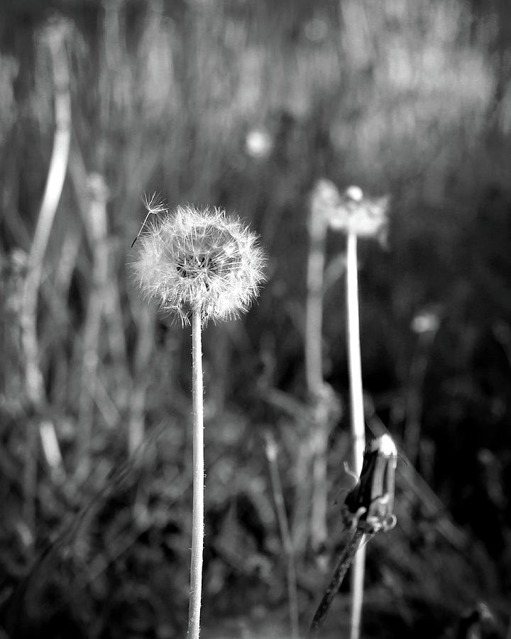 Dandelion Emissary Photograph by Timothy Bulone
