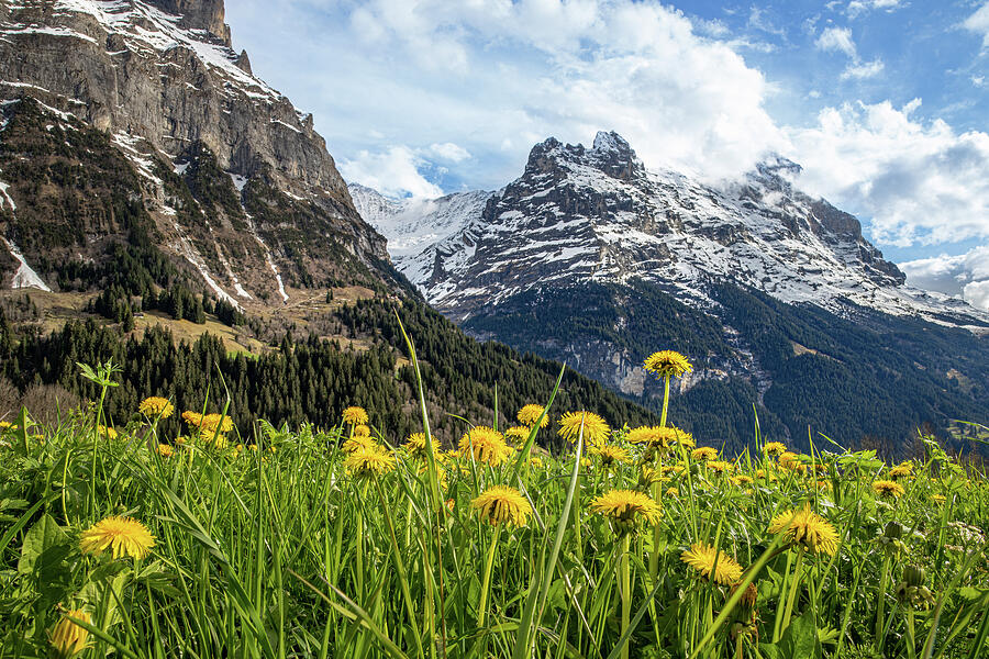 Dandelion Fields in the Swiss Alps Photograph by Elvira Peretsman