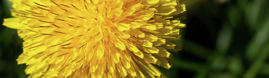Dandelion Florets Photograph by Brooke Bowdren