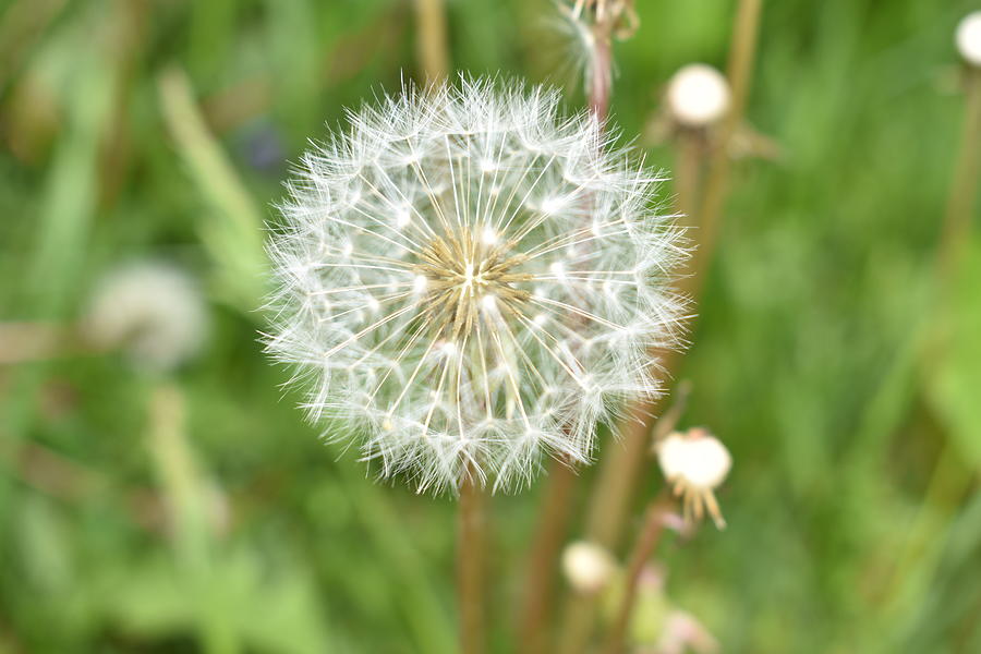 USA State Flowers Puzzle – Dandelion Floral