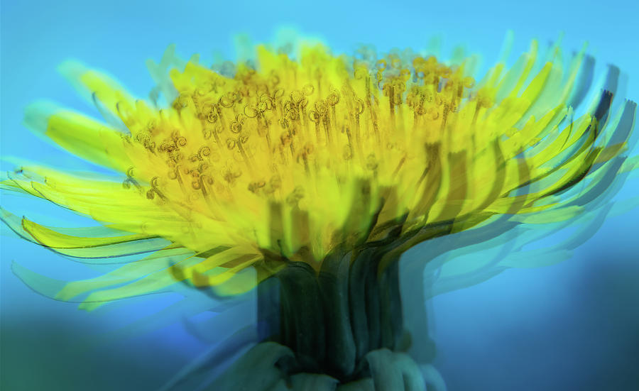 Dandelion flower close-up Photograph by Cristina Stefan