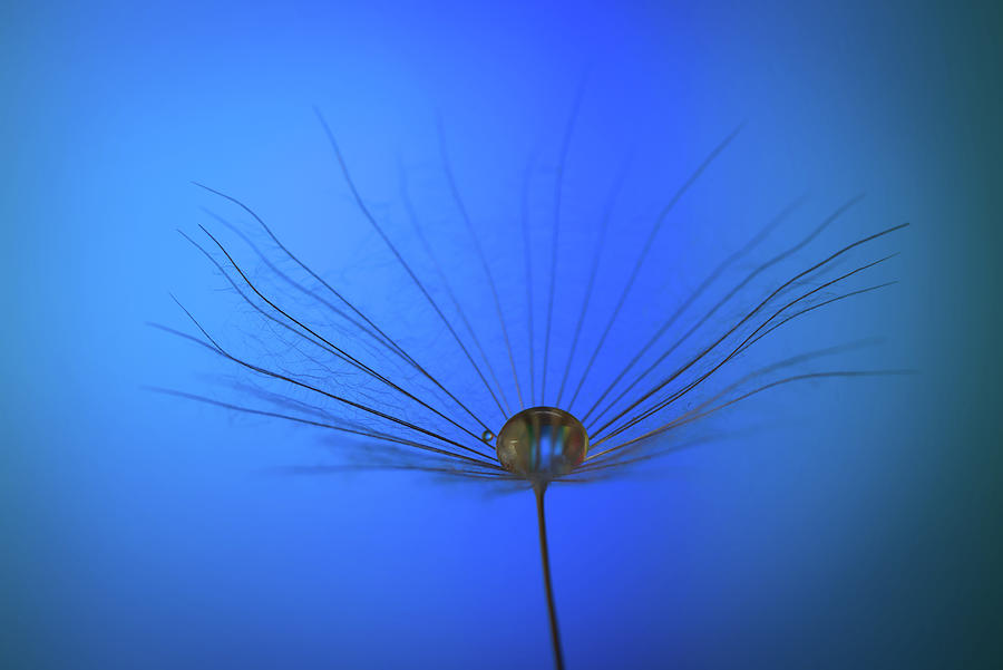 Dandelion flower on a blue background with a droplet of dew. Photograph by Michalakis Ppalis