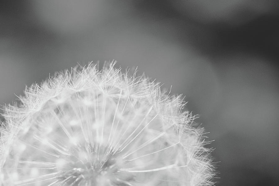 Fluffy Dandelion Flower Seeds Photograph