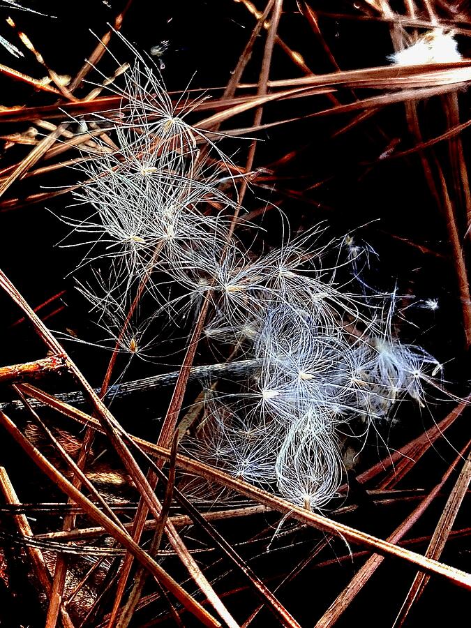 Dandelion Fluff in Pine Needles Photograph by Brandon Strellis