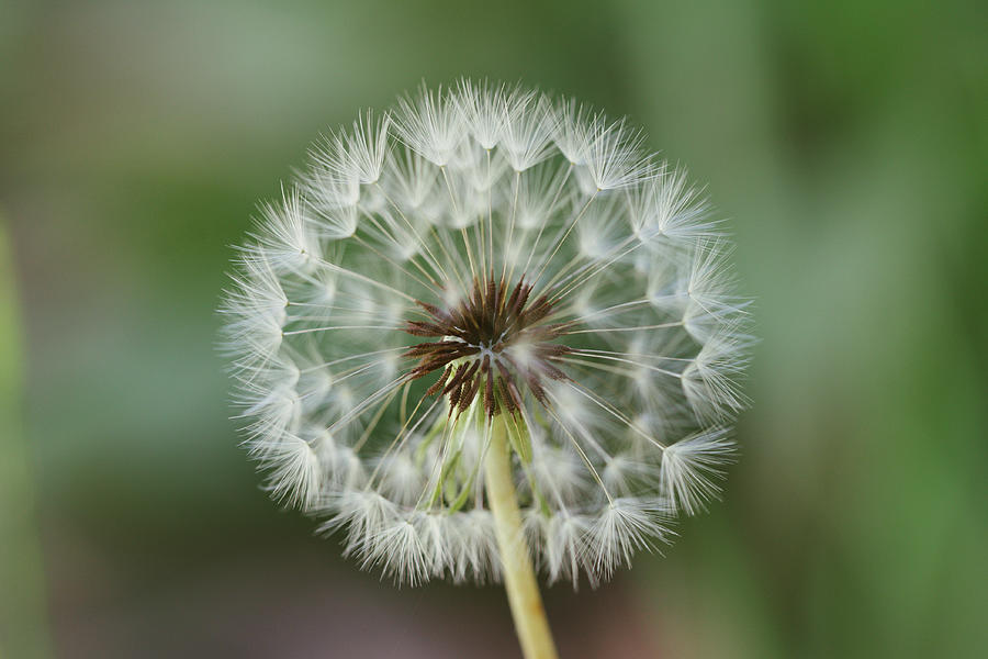 Dandelion Fluff Photograph by Stuart Mitchell - Fine Art America