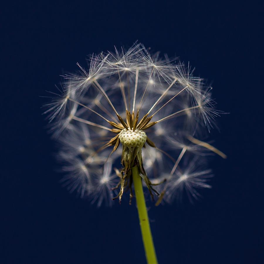 Ball Photograph - Dandelion Four by Kevin Craft