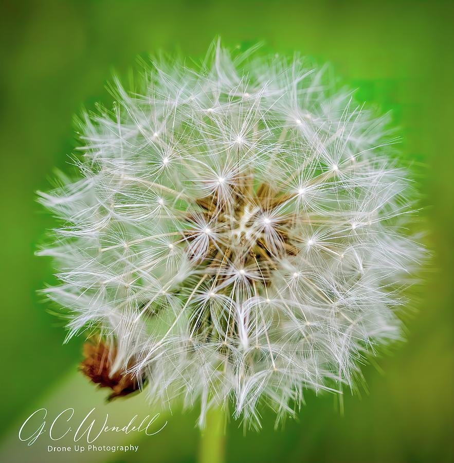 Dandelion Photograph by Gary Wendell - Fine Art America