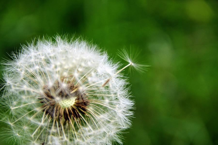 Dandelion Photograph by George Gotsis | Fine Art America