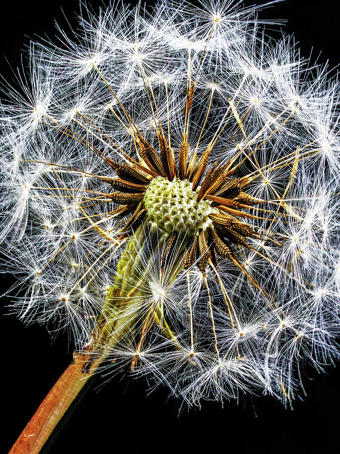 Dandelion Gone To Seed Photograph by Gary Slawsky