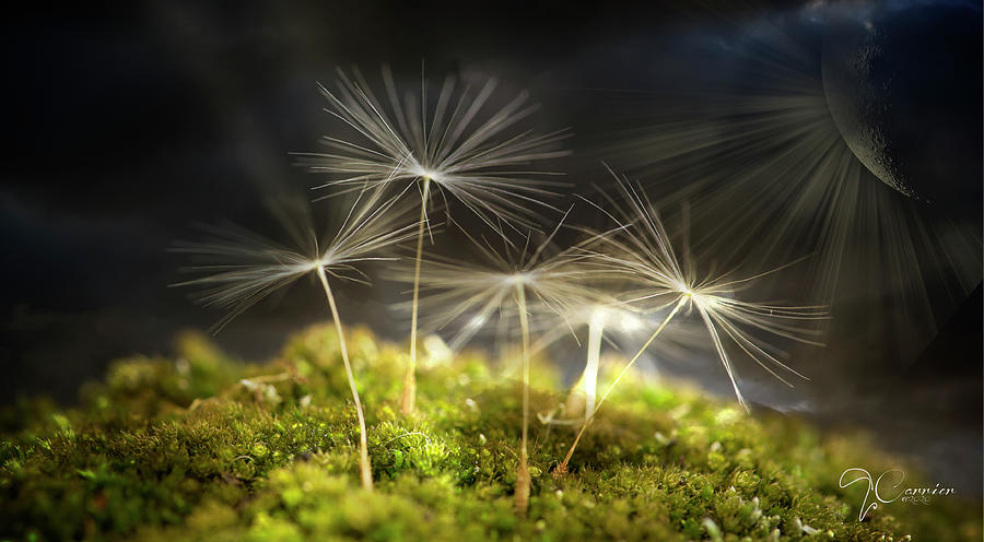 Dandelion Happiness Photograph by Evie Carrier
