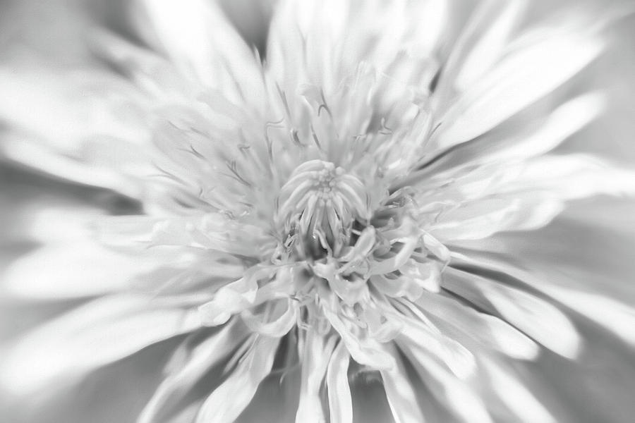 Dandelion Head Black And White Photograph