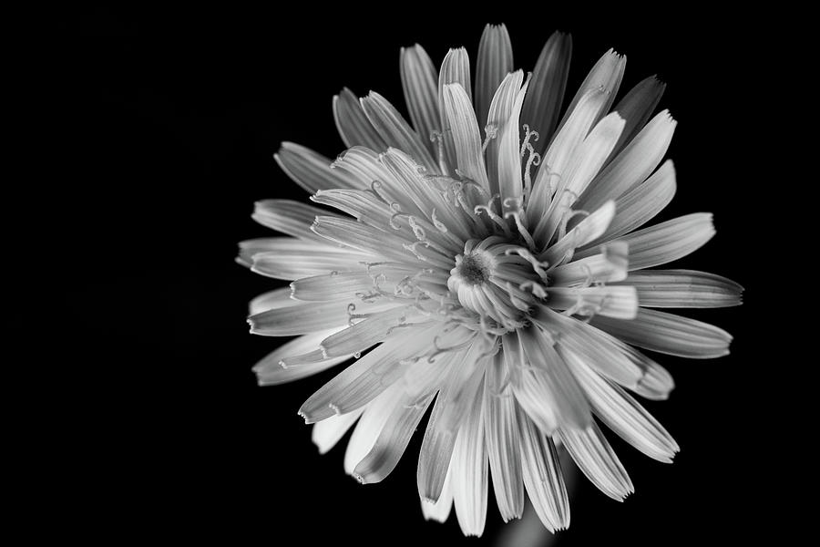 Dandelion Head Black and White Photograph by Jason Champaigne - Fine ...