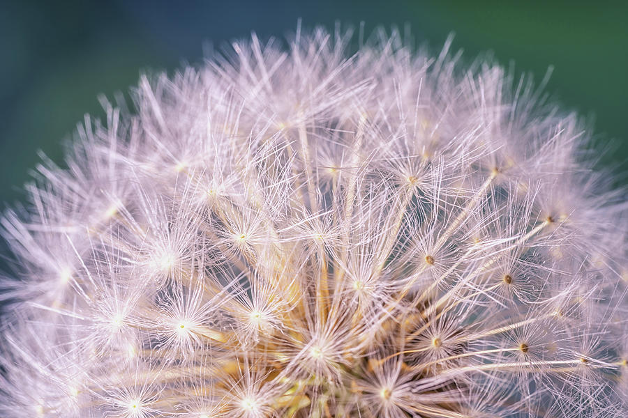 Dandelion Head Photograph by Framing Places