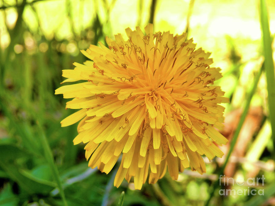 Dandelion Head Photograph by Stephen Farhall - Fine Art America