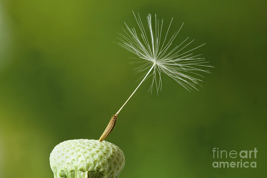 Dandelion head with one seed attached Photograph by Simon Bratt