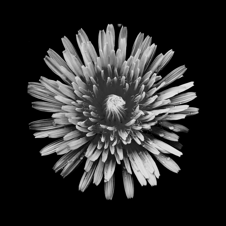 Dandelion I Black and White Photograph by Joan Han