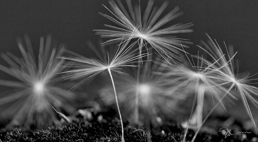 Dandelion in Black and White Photograph by Evie Carrier