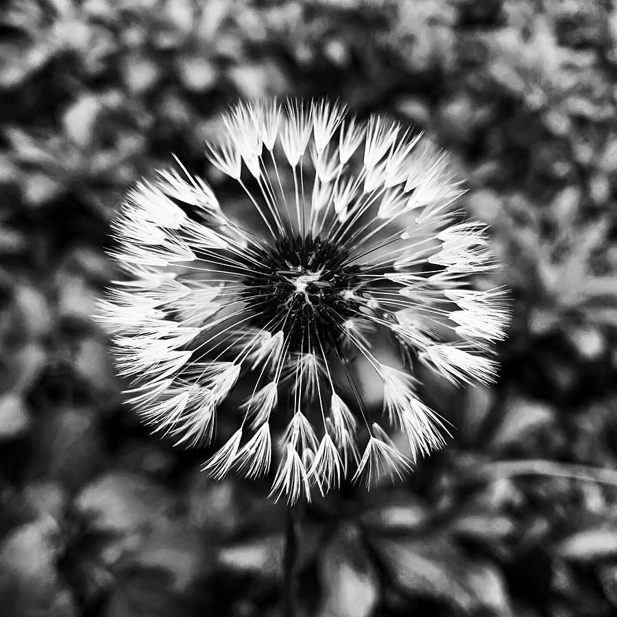 Dandelion In Black And White Photograph by Jim Feldman