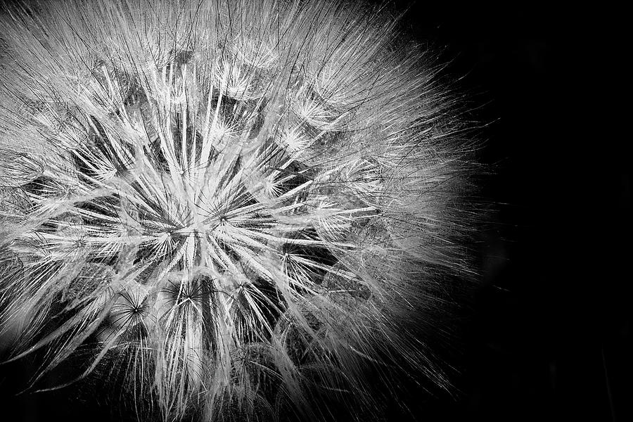 Dandelion  In Black And White Photograph