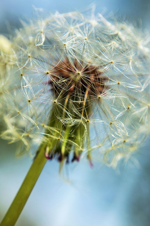 Dandelion in front of Blue Background. Photograph by Trever Barker ...