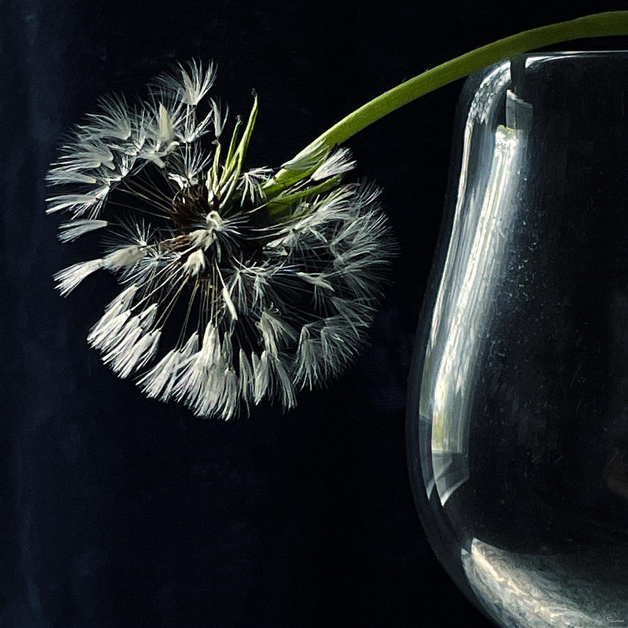 Dandelion in Glass by Joy Sussman Photograph by Joy Sussman